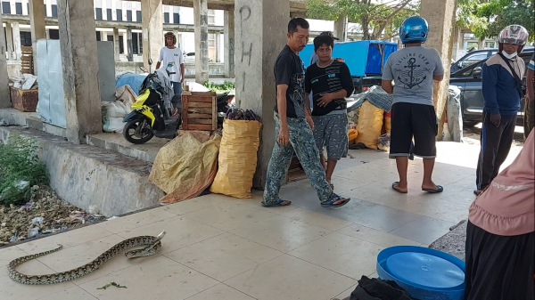 Ular Piton yang ditangkap yang sebelumnya mengejutkan Para Pedagang Pasar Wameo pada Minggu (13/11)