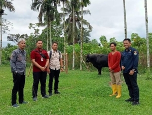 Sespri Presiden Joko Widodo saat melaihat langsung hewan kurban presiden didampingi dari Tim Dinas Tanaman Pangan dan peternakan Sultra