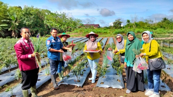 Ketua TP PKK Kota Baubau Wa Ode Nursanti Monianse melaksanakan Panen di Pekarangan Kebun Dapur Ibu (Kedai) Kecamatan Soraowilo Kamis (30/3/2023)